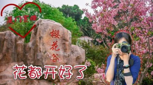 文山网红打卡樱花谷,邂逅春日浪漫，网红打卡新地标